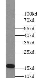 Western Blot: FAM72A Antibody - BSA Free [NBP3-46502] - Mouse spleen tissue were subjected to SDS PAGE followed by western blot with (FAM72A antibody) at dilution of 1:800