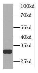 Western Blot: FAM57B Antibody - BSA Free [NBP3-46506] - Mouse colon tissue were subjected to SDS PAGE followed by western blot with (FAM57B antibody) at dilution of 1:500