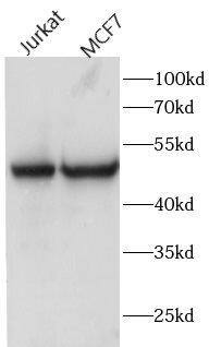 Western Blot: FAM20C Antibody - BSA Free [NBP3-46510] - Various lysates were subjected to SDS PAGE followed by western blot with (FAM20C Antibody) at dilution of 1:600