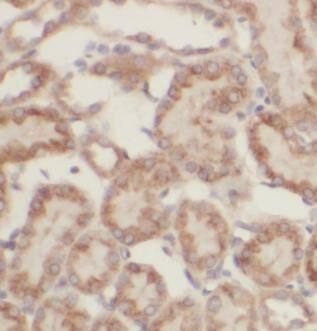 Immunohistochemistry: FAM20C Antibody - BSA Free [NBP3-46510] - Immunohistochemistry of paraffin-embedded human kidney tissue slide using (FAM20C Antibody) at dilution of 1:50