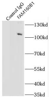 Immunoprecipitation FAM160B1 Antibody - BSA Free