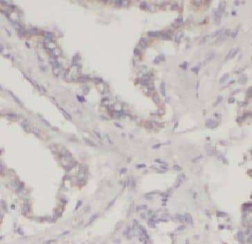 Immunohistochemistry Niban Antibody - BSA Free