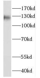 Western Blot: FAM120A Antibody - BSA Free [NBP3-46524] - HEK-293 cells were subjected to SDS PAGE followed by western blot with (FAM120A antibody) at dilution of 1:500