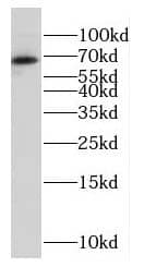 Western Blot: FAM116B Antibody - BSA Free [NBP3-46528] - HeLa cells were subjected to SDS PAGE followed by western blot with ( FAM116B Antibody) at dilution of 1:600