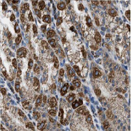 Immunohistochemistry: FAM101A Antibody - BSA Free [NBP3-46531] - Immunohistochemistry of paraffin-embedded human stomach using (FAM101A antibody) at dilution of 1:50