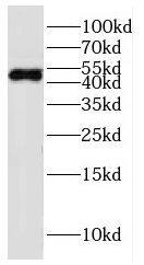Western Blot: FADS3 Antibody - BSA Free [NBP3-46532] - L02 cells were subjected to SDS PAGE followed by western blot with (FADS3 antibody) at dilution of 1:300