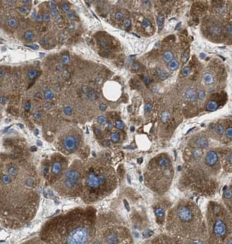 Immunohistochemistry: Factor XII heavy chain Antibody (4E7) - BSA Free [NBP3-46534] - Immunohistochemistry of paraffin-embedded human liver tissue slide using (Factor XII heavy chain Antibody) at dilution of 1:200