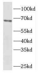 Western Blot: EYA4 Antibody - BSA Free [NBP3-46536] - HeLa cells were subjected to SDS PAGE followed by western blot with (EYA4 antibody) at dilution of 1:2000