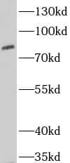 Western Blot: Ext2 Antibody - BSA Free [NBP3-46537] - NIH/3T3 cells were subjected to SDS PAGE followed by western blot with (Ext2 Antibody) at dilution of 1:1000