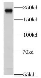Western Blot EXPH5 Antibody - BSA Free
