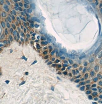 Immunohistochemistry EXPH5 Antibody - BSA Free