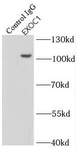 Immunoprecipitation: SEC3 Antibody - BSA Free [NBP3-46542] - IP Result of anti-SEC3 (IP:, 3ug; Detection: 1:1000) with mouse brain tissue lysate 3600ug.