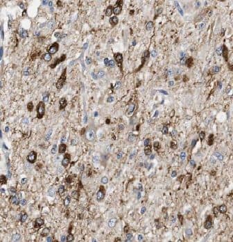 Immunohistochemistry SEC3 Antibody - BSA Free