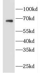 Western Blot: EVI2B Antibody - BSA Free [NBP3-46545] - HepG2 cells were subjected to SDS PAGE followed by western blot with (EVI2B Antibody) at dilution of 1:1000