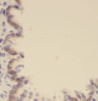 Immunohistochemistry EVI2B Antibody - BSA Free