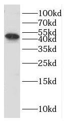 Western Blot: HEXO Antibody - BSA Free [NBP3-46554] - K-562 cells were subjected to SDS PAGE followed by western blot with (HEXO antibody) at dilution of 1:1000