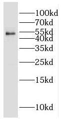 Western Blot: ERGI3 Antibody - BSA Free [NBP3-46555] - MCF-7 cells were subjected to SDS PAGE followed by western blot with (ERGI3 antibody) at dilution of 1:5000