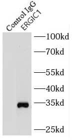Immunoprecipitation ERGIC1 Antibody - BSA Free