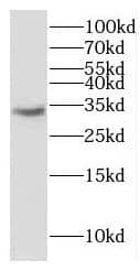 Western Blot: ERGIC1 Antibody - BSA Free [NBP3-46556] - HepG2 cells were subjected to SDS PAGE followed by western blot with (ERGIC1 Antibody) at dilution of 1:1500