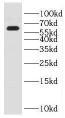 Western Blot: ENPP-4 Antibody - BSA Free [NBP3-46569] - HL-60 cells were subjected to SDS PAGE followed by western blot with (ENPP-4 antibody) at dilution of 1:1200