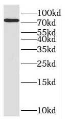 Western Blot: CNOX Antibody - BSA Free [NBP3-46570] - Jurkat cells were subjected to SDS PAGE followed by western blot with (CNOX antibody) at dilution of 1:1000