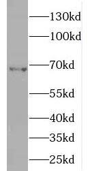 Western Blot ENC1 Antibody - BSA Free