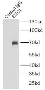 Immunoprecipitation ENC1 Antibody - BSA Free