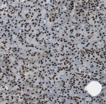 Immunohistochemistry ENC1 Antibody - BSA Free