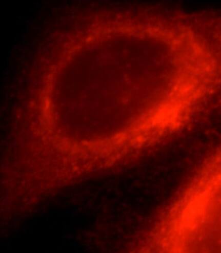 Immunocytochemistry/ Immunofluorescence EML1 Antibody - BSA Free