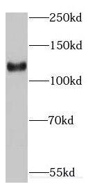 Western Blot EMILIN1 Antibody - BSA Free