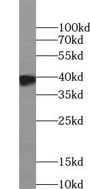 Western Blot: ELAVL2 Antibody - BSA Free [NBP3-46580] - Mouse cerebellum tissue were subjected to SDS PAGE followed by western blot with (ELAVL2 antibody) at dilution of 1:1000