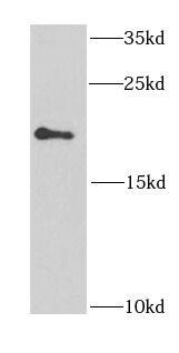 Western Blot EIF1AY Antibody - BSA Free