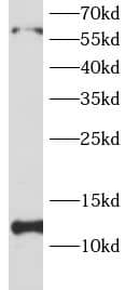 Western Blot: Eukaryotic translation initiation factor 1 Antibody - BSA Free [NBP3-46590] - Hela cells were subjected to SDS PAGE followed by western blot with (Eukaryotic translation initiation factor 1 Antibody) at dilution of 1:1000