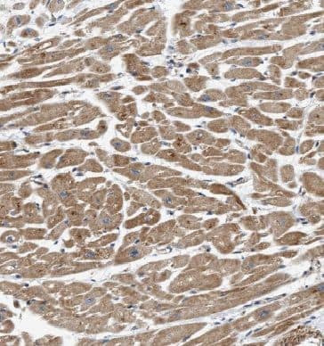 Immunohistochemistry EFEMP2 Antibody - BSA Free