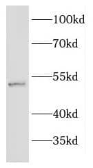 Western Blot EFEMP2 Antibody - BSA Free