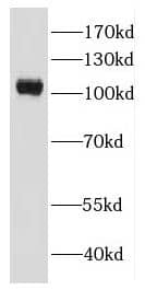 Western Blot: EFCAB5 Antibody - BSA Free [NBP3-46596] - HepG2 cells were subjected to SDS PAGE followed by western blot with (EFCAB5 Antibody) at dilution of 1:1000