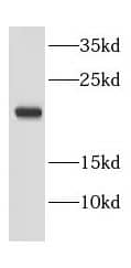 Western Blot: EEF1E1 Antibody - BSA Free [NBP3-46598] - HepG2 cells were subjected to SDS PAGE followed by western blot with (EEF1E1 Antibody) at dilution of 1:1000