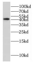 Western Blot: EAPP Antibody - BSA Free [NBP3-46604] - HEK-293 cells were subjected to SDS PAGE followed by western blot with ( EAPP Antibody) at dilution of 1:600