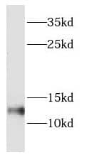 Western Blot DYNLT1 Antibody - BSA Free