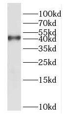 Western Blot: DUSP9 Antibody - BSA Free [NBP3-46615] - Mouse liver tissue were subjected to SDS PAGE followed by western blot with (DUSP9 antibody) at dilution of 1:500