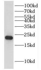 Western Blot: DUSP22 Antibody - BSA Free [NBP3-46616] - Transfected HEK-293 cells were subjected to SDS PAGE followed by western blot with (DUSP22 Antibody) at dilution of 1:1000