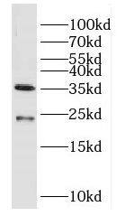 Western Blot DUSP13 Antibody - BSA Free