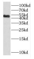 Western Blot: DUSP10 Antibody - BSA Free [NBP3-46621] - Mouse heart tissue were subjected to SDS PAGE followed by western blot with (DUSP10 antibody) at dilution of 1:500