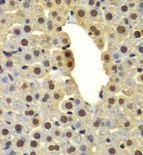 Immunohistochemistry: DTX2 Antibody - BSA Free [NBP3-46626] - Immunohistochemistry of paraffin-embedded mouse liver using (DTX2 antibody) at dilution of 1:100