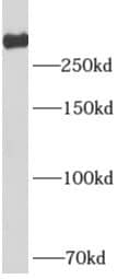 Western Blot UTP20 Antibody - BSA Free