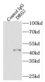 Immunoprecipitation: DRG2 Antibody - BSA Free [NBP3-46633] - IP Result of anti-DRG2 (IP:, 4ug; Detection: 1:2000) with mouse brain tissue lysate 2640ug.