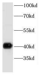 Western Blot DRG2 Antibody - BSA Free