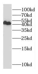 Western Blot: DXO Antibody - BSA Free [NBP3-46636] - Mouse testis tissue were subjected to SDS PAGE followed by western blot with (DXO antibody) at dilution of 1:300
