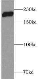 Western Blot DOCK6 Antibody - BSA Free