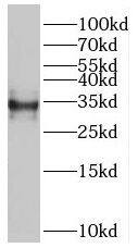 Western Blot RSPH9 Antibody - BSA Free